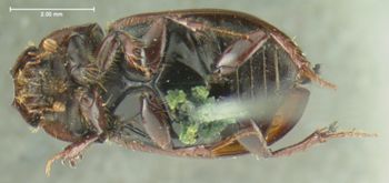 Media type: image;   Entomology 3740 Aspect: habitus ventral view